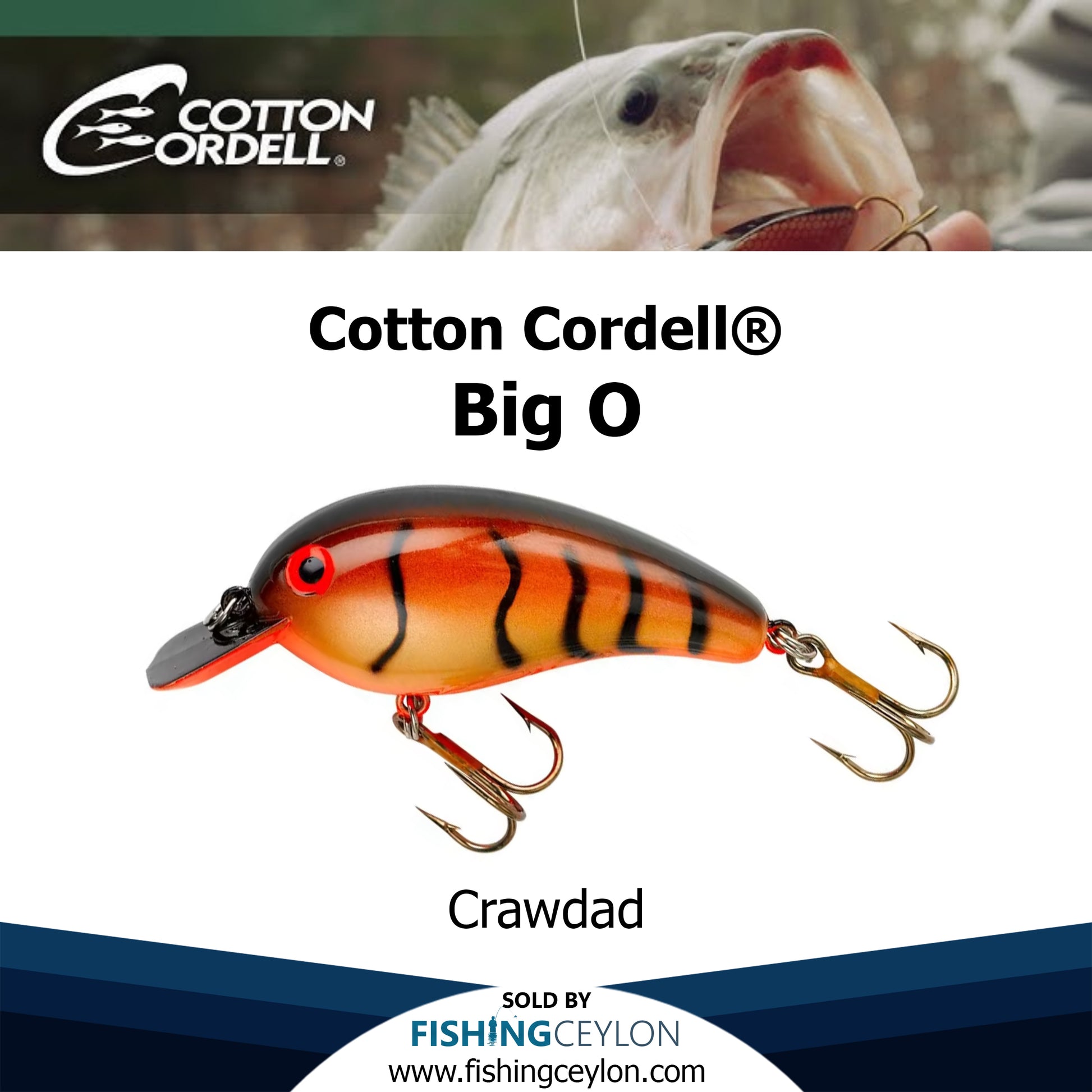 Cotton Cordell® Big O – Fishing Ceylon