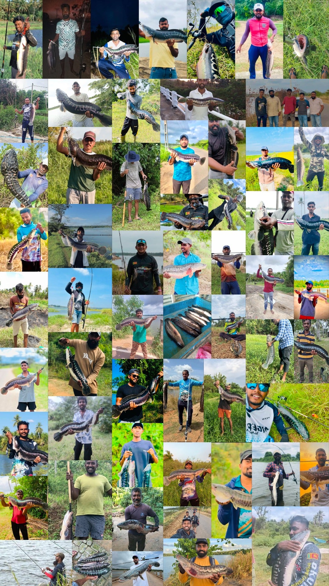 Anglers with Giant Snakehead catches around Deduru Oya after the Daduru Naya tournament